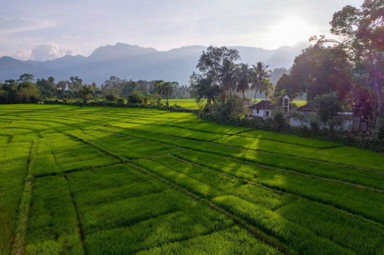 Descubre la esencia de la cultura hondureña